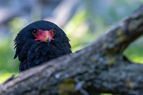 Bateleur (Terathopius ecaudatus) doğrudan bir ağaç dalının arkasından kameraya bakıyor