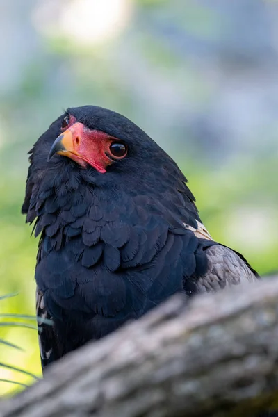 Bateleur (Terathopius ecaudatus) bagajın arkasında başını eğerek kameraya doğru bakıyor.