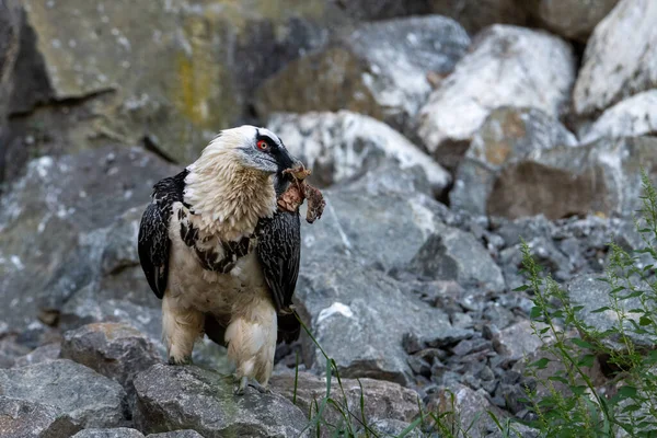 Bearded Vulture (Gypaetus barbatus) with red eyes having a birds foot in its beak, feeding on a carrion, acquired meat