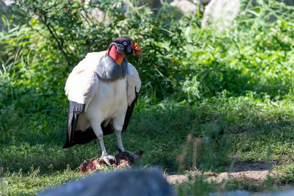 King Vulture (Sarcoramphus papa) sitting on a carcass, feeding on carrion, getting a meal on a sunny day