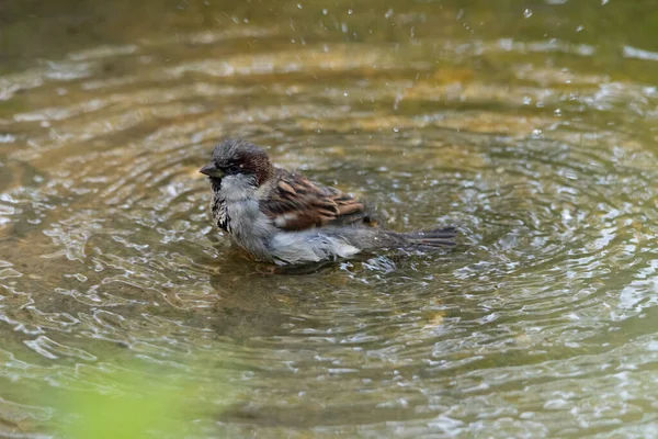 Sparrow Taking Bath Puddle Shaking Its Feathers Splashing Puddle Water — Fotografia de Stock