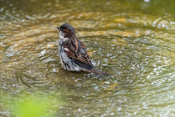 Sparrow taking a bath in a puddle, splashing water around proudly while cleaning its feathers