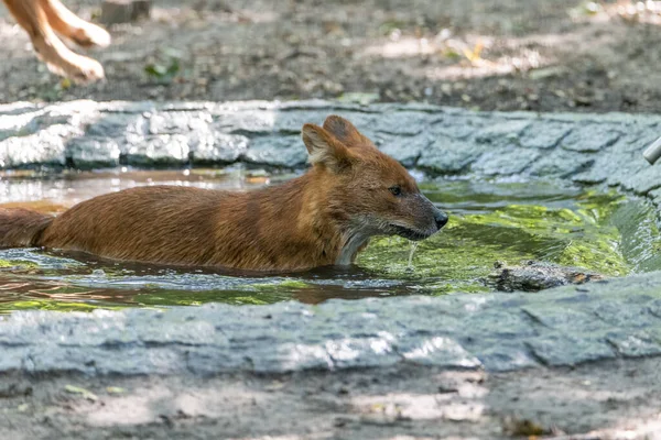 Dhole (Asian Wild Dog) taking a bath, swimming in a small pool, having water dripping from its mouth