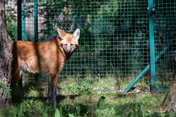 Maned Wolf (chrysocyon brachyurus) güneşli bir günde bir çitin önünde duruyor.