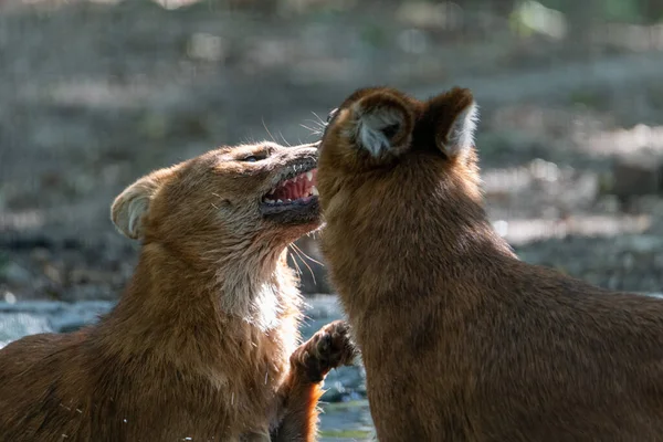 Two Asian Wild Dogs (dholes) with one touching the nose of the other and one raising its paw at the other, having its mouth open