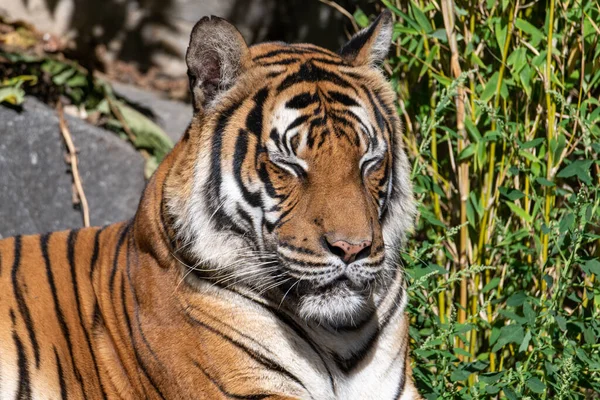 Tiger sitting and resting in the sun, having its eyes closed and enjoying the warmth of the sunny day