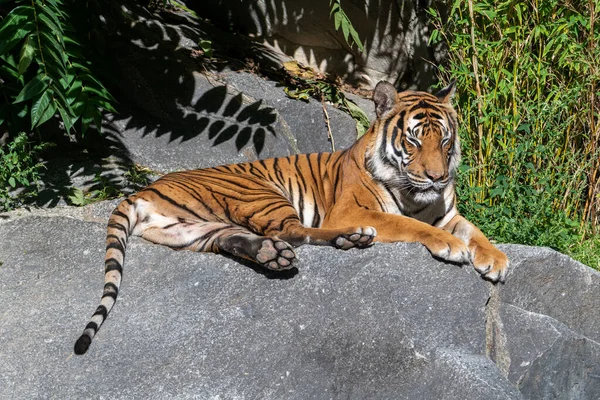 Tiger Sleeping Stone Sun Having Its Eyes Closed Tail Hanging — Zdjęcie stockowe
