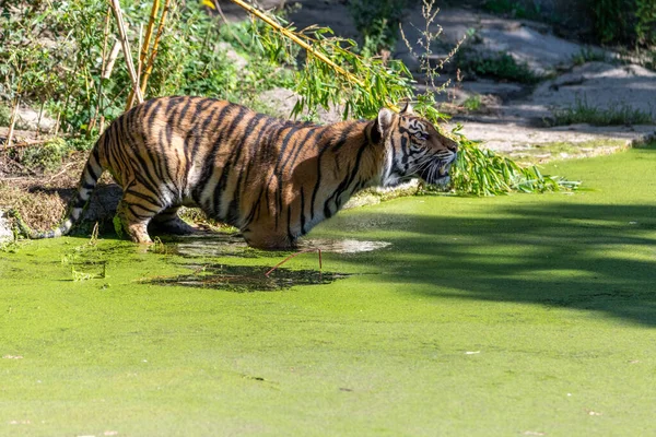 Tiger standing in in the water surrounded by common duckweed, looking upwards next to the land, having water lentils on him
