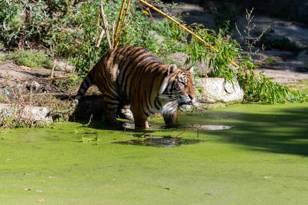 Tigre Movendo Para Água Mar Que Preenchido Com Ervas Daninhas — Fotografia de Stock