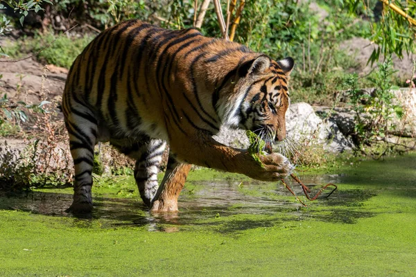 Tiger Står Vattnet Med Vanlig Anka Och Försöker Rengöra Sin — Stockfoto