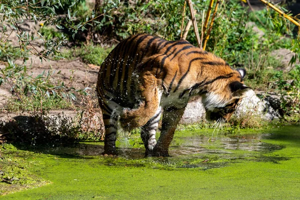 Tigre Debout Dans Eau Avec Asclépiade Commune Secouant Patte — Photo