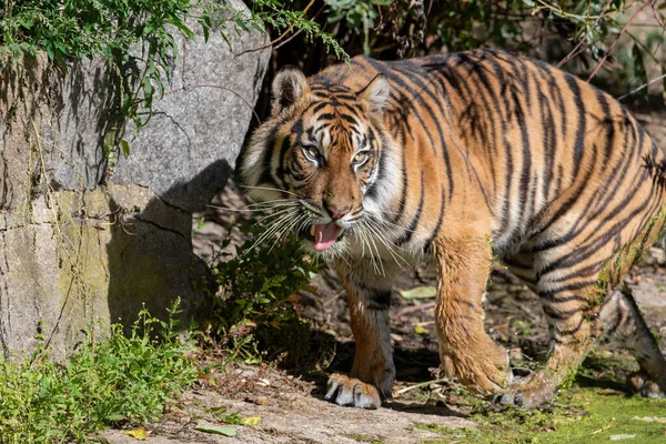 Tigre Com Lentilhas Água Sua Boca Chuffing Movendo Enquanto Sol — Fotografia de Stock