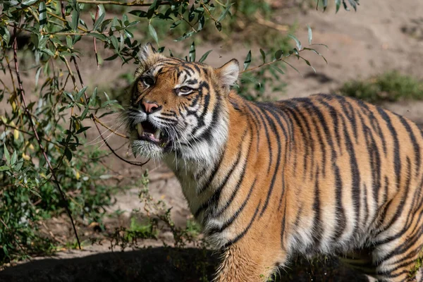 Tiger Open Maw Showing Teeth While Walking Sunny Day Having — Fotografia de Stock