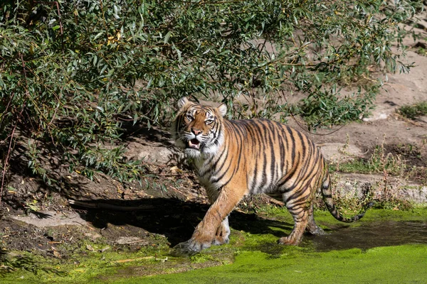 Tiger walking through shallow water with common duckweed on a sunny day with paws and rear being wet by the water