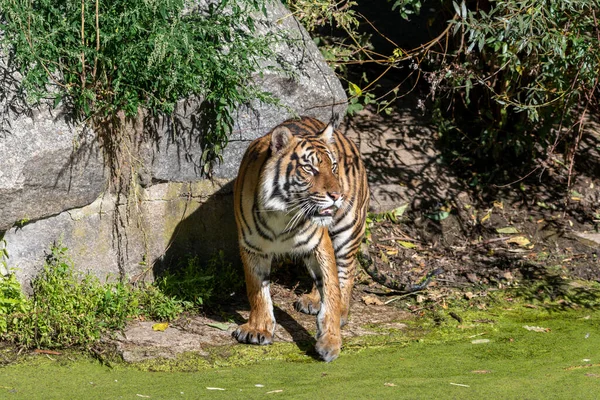 Tigre Caminhando Perto Água Lado Ervas Daninhas Comuns Lentilhas Água — Fotografia de Stock