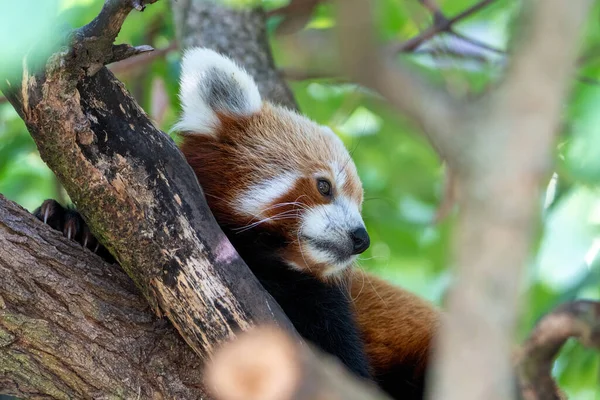 Rød Panda Ailurus Kriteriens Som Hviler Gren Treet – stockfoto