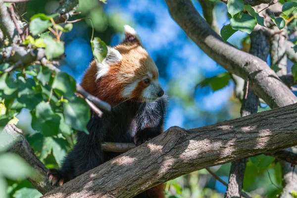 Panda Rojo Trepando Árbol Sombra Con Cielo Azul Fondo — Foto de Stock