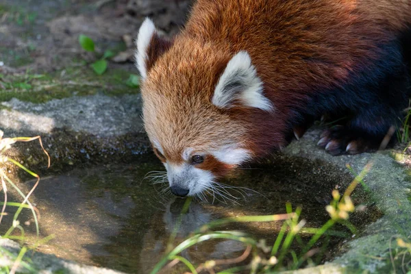 Kırmızı Panda su birikintisinde. Kafası çerçeveli su içiyor.