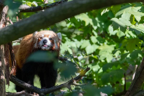 Panda Rojo Ailurus Fulgens Con Lengua Hacia Fuera Mirando Directamente — Foto de Stock