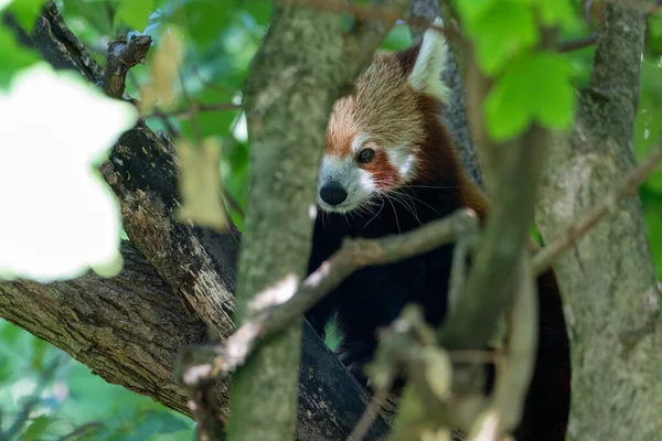Panda Rojo Ailurus Fulgens Escondido Árbol Detrás Unas Hojas Par — Foto de Stock