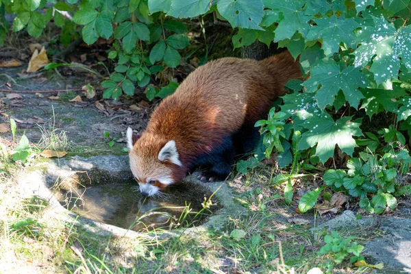 Czerwona Panda Przy Wodopoju Woda Pitna Całym Ciałem Ramie — Zdjęcie stockowe