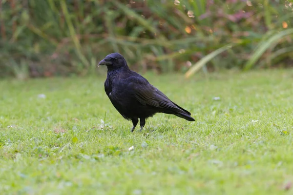 Avrupa Kargası (Corvus brachyrhynchos) yerdeki çimenlerde oturuyor