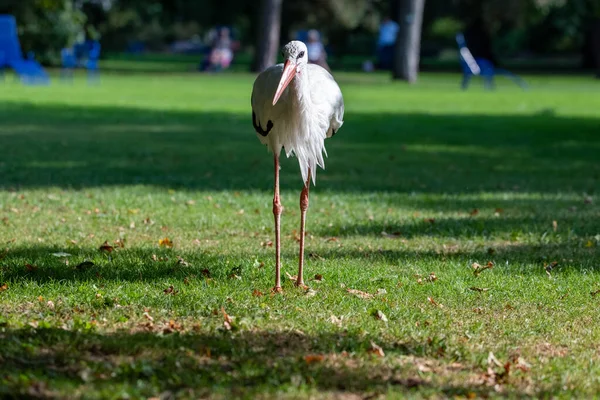 Weißstorch Ciconia Ciconia Steht Einem Park Blickt Die Kamera Und — Stockfoto