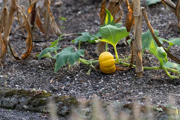 Bahçede büyüyen küçük balkabağı (cucurbit)