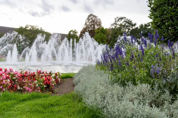 Water fountains in Mannheim, Germany and some flowers with the bush with lavender in focus