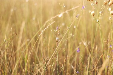 ??????? ?? ??, çiçekler üzerinde kabuk??,??, Kırım, Ukrayna