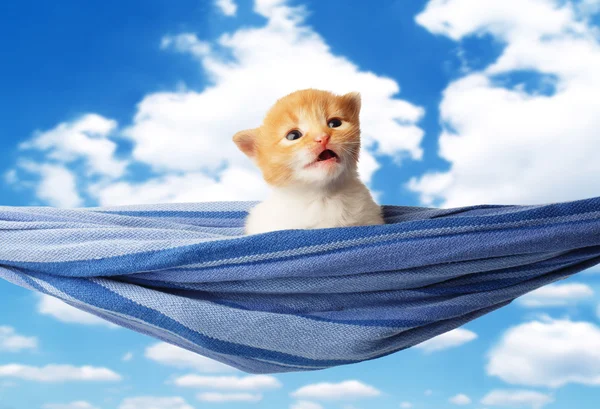Lindo gatito rojo naranja en hamaca en el cielo azul — Foto de Stock