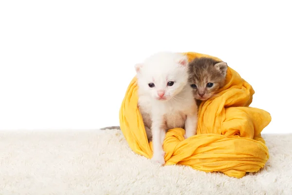 Lindos gatitos en algodón amarillo aislado —  Fotos de Stock