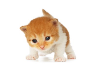 İzole şirin turuncu kırmızı kedi yavrusu