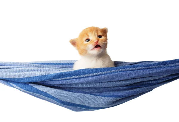Lindo rojo naranja gatito en un hamaca aislado — Foto de Stock