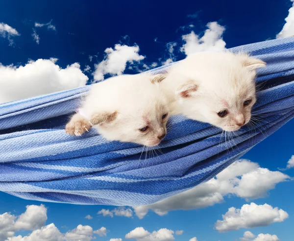 Lindos gatitos blancos en hamaca aislados en el cielo azul — Foto de Stock