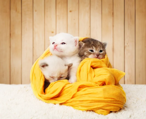 Lindos gatitos en algodón amarillo en fondo de madera — Foto de Stock