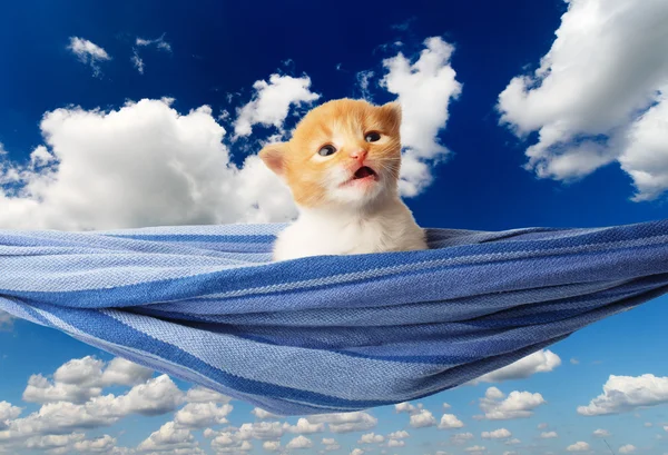 Lindo gatito rojo naranja en hamaca en el cielo azul — Foto de Stock