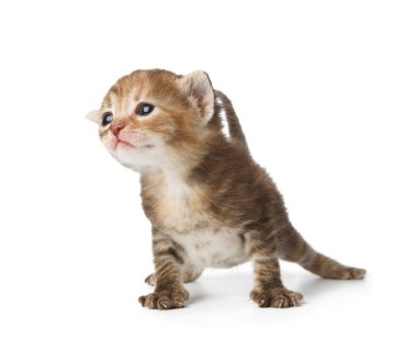 İzole şirin Gri çizgili yavru kedi