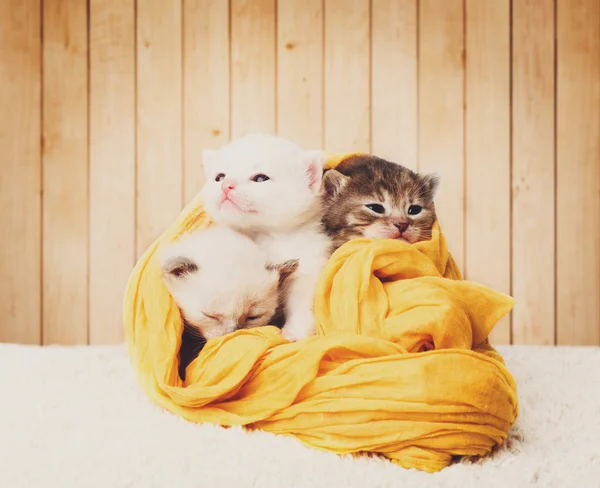 Lindos gatitos en algodón amarillo en fondo de madera — Foto de Stock