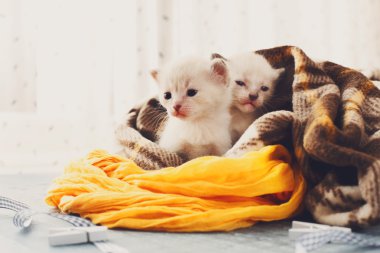 Ekose battaniye içinde beyaz Newborn yavru kedi