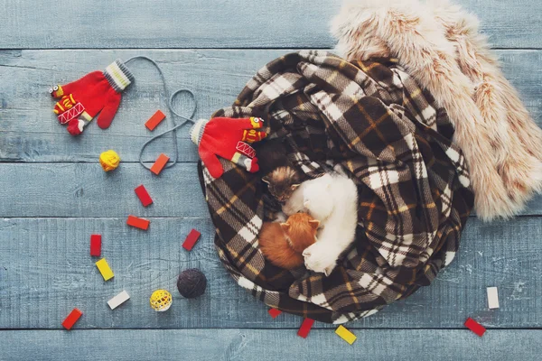 Gatinho recém-nascido branco e laranja em um cobertor xadrez — Fotografia de Stock