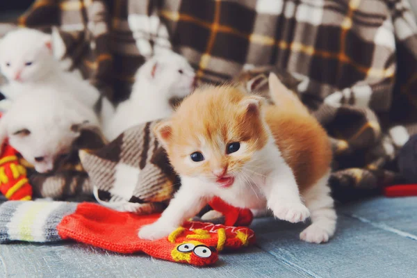 Gatito recién nacido blanco y naranja en una manta a cuadros —  Fotos de Stock