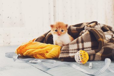 Ekose battaniye de kırmızı turuncu yeni doğan kedi