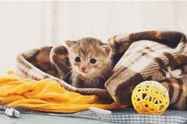 Ekose battaniye de gri şeritli yeni doğan kedi