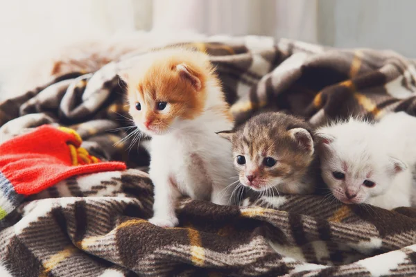 Witte en oranje pasgeboren katje in een geruite deken — Stockfoto