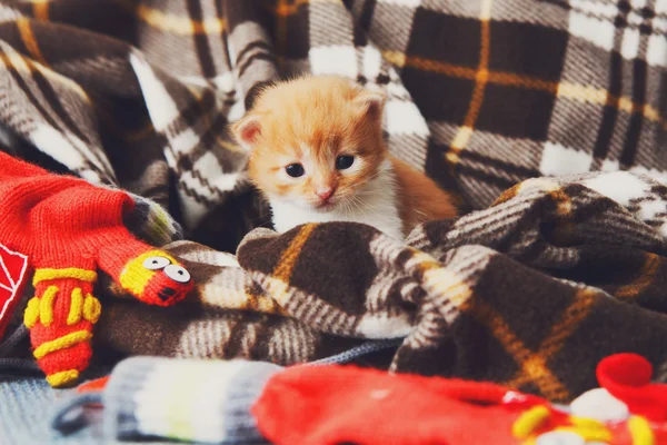 Gatito recién nacido rojo anaranjado en una manta a cuadros — Foto de Stock