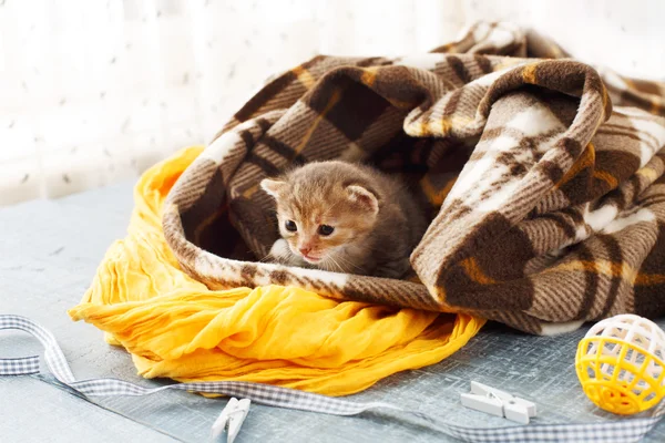 Gatito de rayas grises recién nacido en una manta a cuadros — Foto de Stock