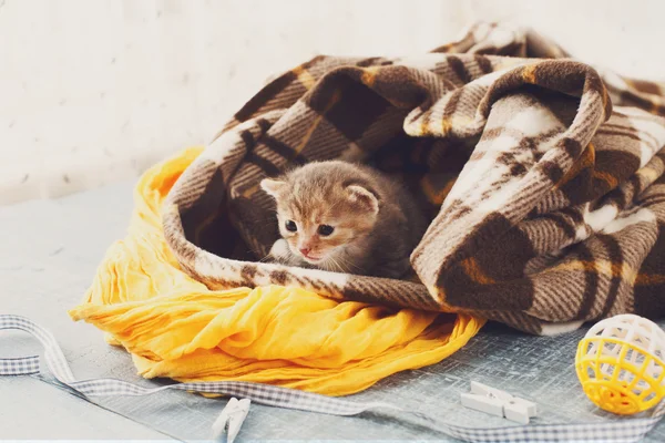 Gatito de rayas grises recién nacido en una manta a cuadros —  Fotos de Stock