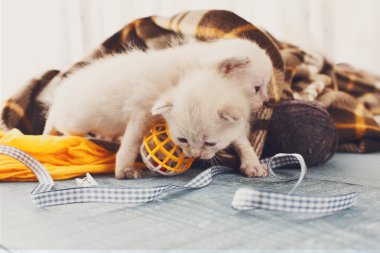 Ekose battaniye içinde beyaz Newborn yavru kedi