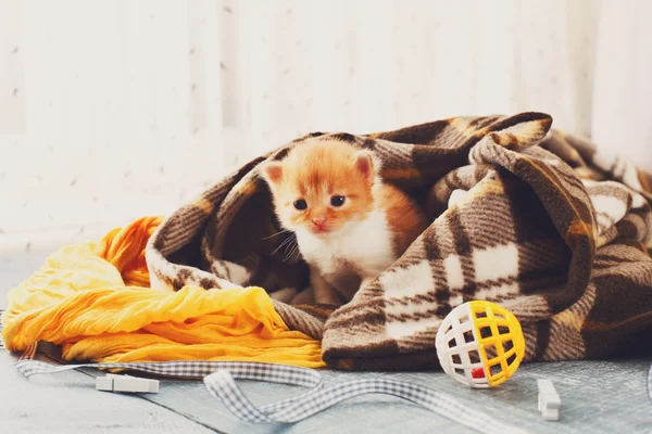 Gatito recién nacido rojo anaranjado en una manta a cuadros —  Fotos de Stock
